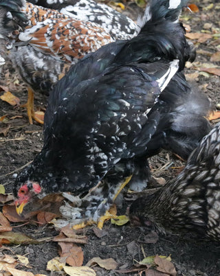 Hühner im Garten