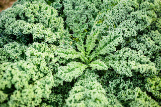 grünkohl ernten im eigenen garten