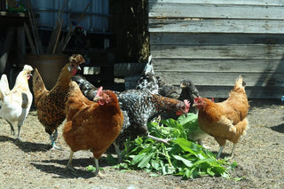 Hühner im Garten